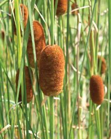 'Dwarf Catkin Cattail'