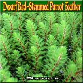 'Dwarf Red Stemmed Parrot Feather' Plant