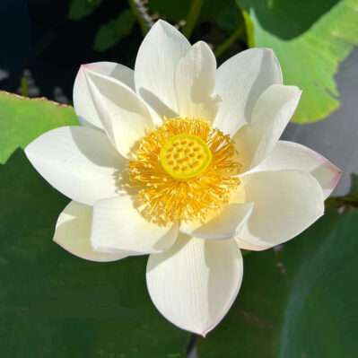 Edible Hubei Blossom Closeup