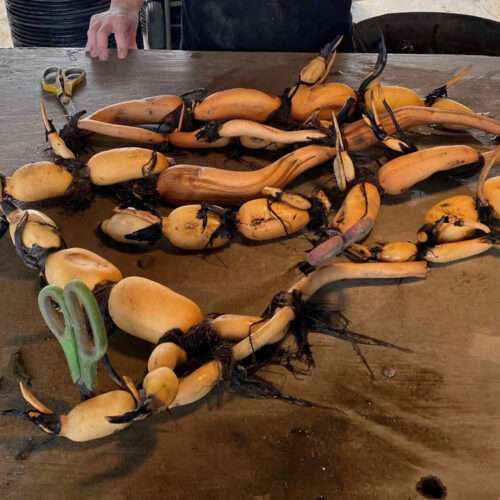 Harvested Edible Hubei