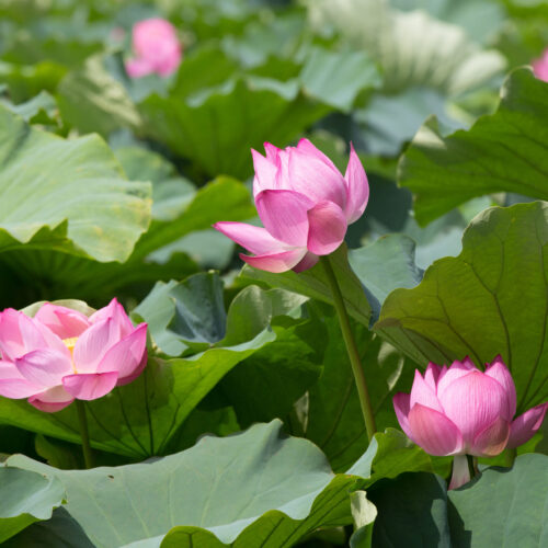 Egyptian Lotuses in Pond
