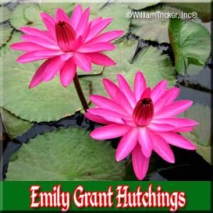 Emily Grant Hutchings Tropical Night Blooming Water Lily