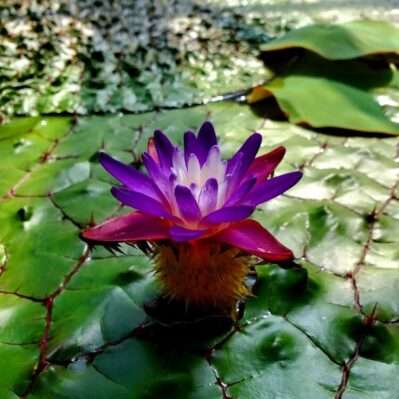 'Euryale' (or 'Gorgon') Tropical Aquatic Plant