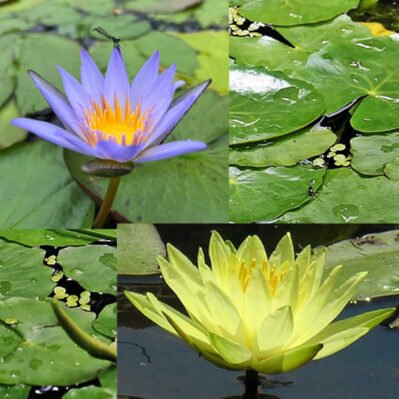 Exquisite Mixed Duet Water Lilies