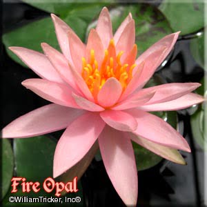 'Fire Opal' Hardy Water Lily flower closeup.