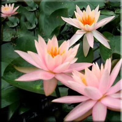 'Fire Opal' Hardy Water Lilies showing the flowers.