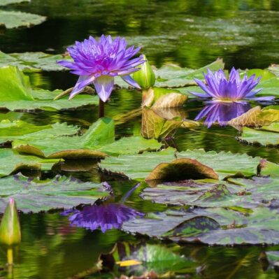 Mottled Trio Leaf Collection - 3 Tropical Water Lilies Purple in Pond