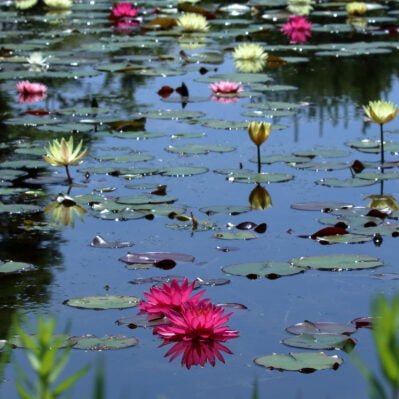 Water lilies blooming all over the pond