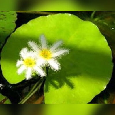 Giant Water Snowflake