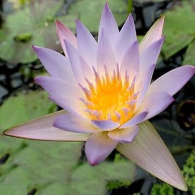 'Glowing Lavender' Pygmy Tropical Water Lily