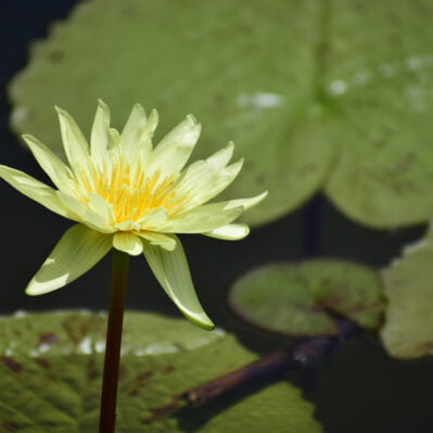 A Yellow Water Lily Flower and Plant in the Pond