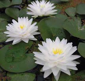 White-Flowered Hardy Water Lilies