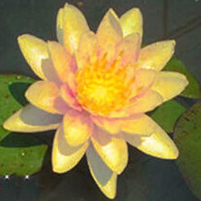 'Graziella' Hardy Water Lily