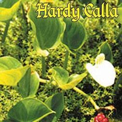 'Hardy Calla' Bog Plants