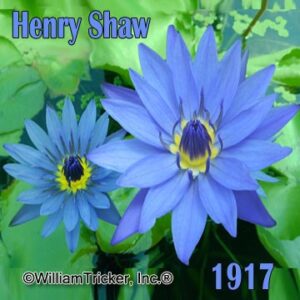 'Henry Shaw' Tropical Water Lily