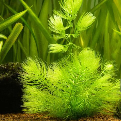 'Water Hornwort' Oxygenating Plant - Image 2