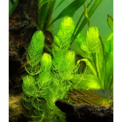 'Water Hornwort' Oxygenating Plant