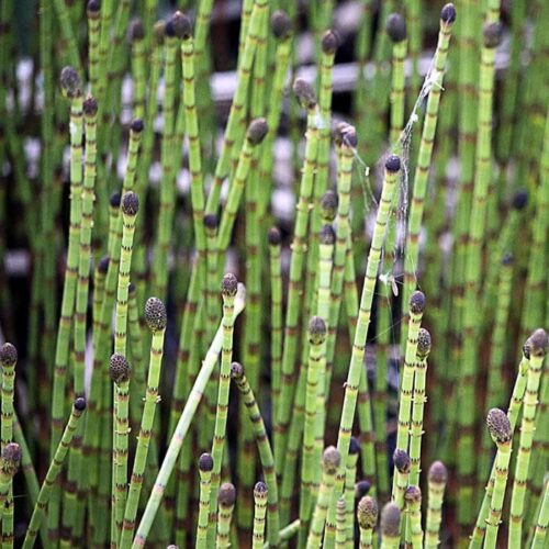 'Horsetail' Aquatic Plant