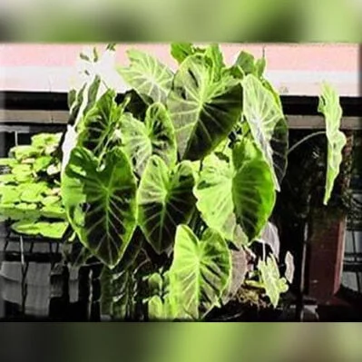 money tree big Money Tree for Sale