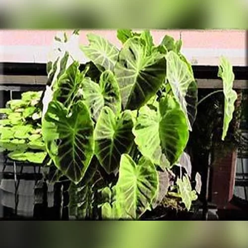 Imperial Taro' Marginal Plant - William Tricker's Water Gardens