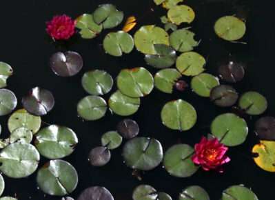 'James Brydon' hardy water lilies showing small pads in pond.