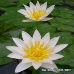 'Janice' water lily