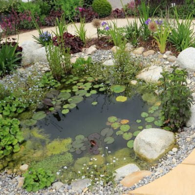 Japanese Six Dwarf Shallow-Water Garden Surprise Collection: Tropical & Hardy Pond