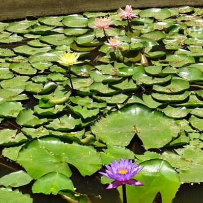 Blue Ribbon Special 5 Tropical Water Lilies