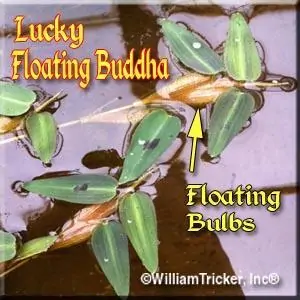 'Lucky Floating Buddha' Floating Plant