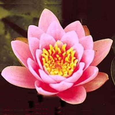 'Lustrous' Hardy Water Lily