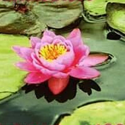 'Marliac Rose' Hardy Water Lily