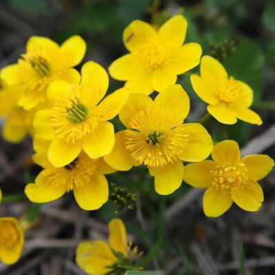 Early-Flowering 'Marsh Marigold'