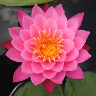 ‘Mayla Hardy’ Water Lily old img ‘Mayla Hardy’ Water Lily Flower