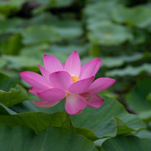 Pink Lotus