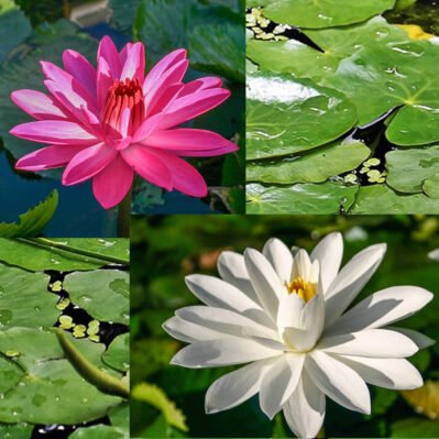 Moonlight Pair - 2 Tropical Water Lilies