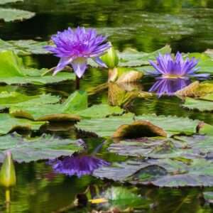 Mottled Trio Leaf Collection - 3 Tropical Water Lilies