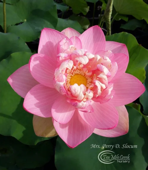 'Mrs. Perry Slocum' Hardy Lotus - Image 2