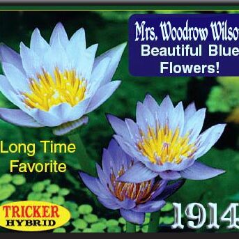 'Mrs Woodrow Wilson' Blue Tropical Water Lily