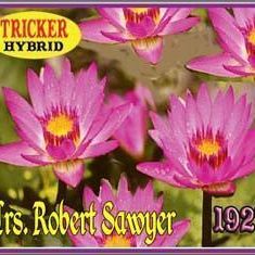 'Mrs. Robert Sawyer' Tropical Water Lily