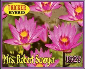 'Mrs. Robert Sawyer' Tropical Water Lily - Water Gardening & Outdoor Decor