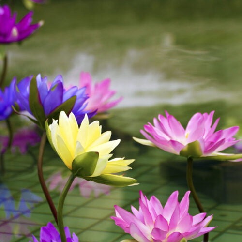 Night and Day Trio Of Water Lilies