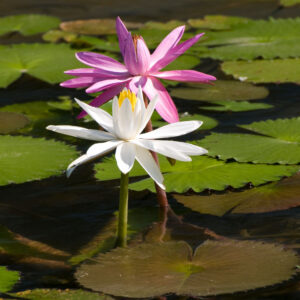Night Blooming Duo Collection of Tropical Water Lilies