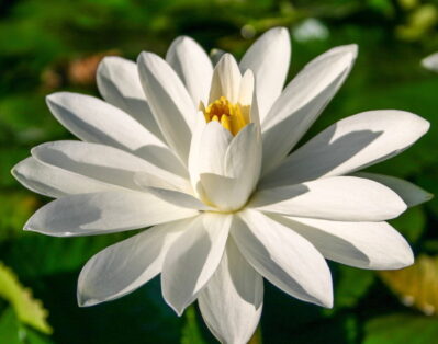 Nymphaea Sir Galahad Nymphaea Sir Galahad