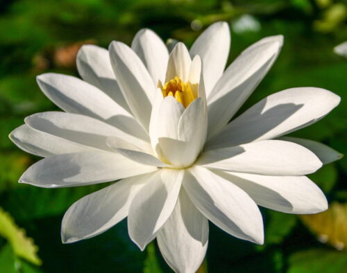 Nymphaea Sir Galahad