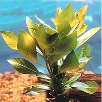 Ludwigia Oxygenating Aquarium Plant