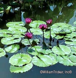 'Panama Pacific' water lily