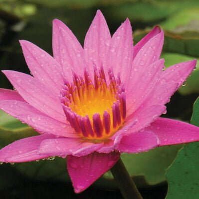 'Patricia' Water Lily