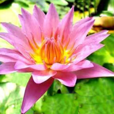 'Persian Lilac' Tropcial Water Lily