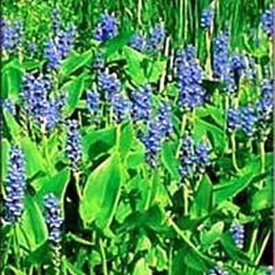 Hardy Pickerel Rush Aquatic Plant