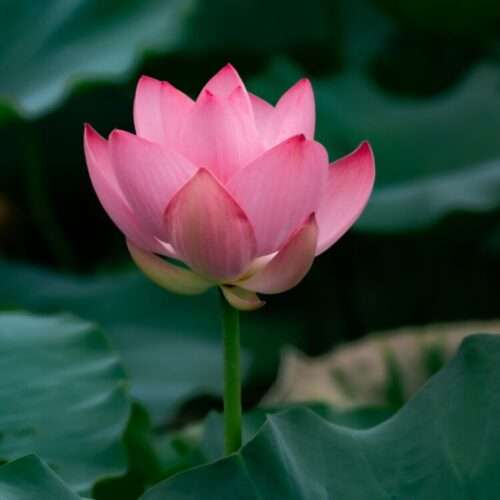 Pink blooming lotus and lotus leaf
